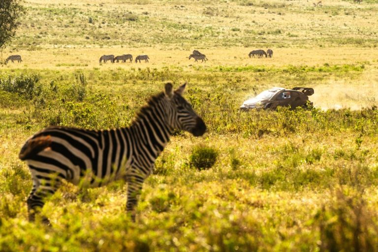 Safari Rally 2026: Desafios e Estratégias para as Equipas